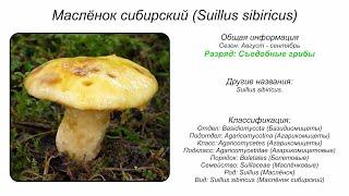 Маслёнок сибирский (Suillus sibiricus)