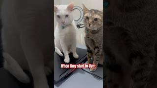 Kibbles and Kitkat love each other #cats #lovers #meow #shorts #viral
