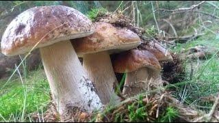 НЕТРОНУТЫЙ ЕЛОВЫЙ ЛЕС, ПОЛЯНЫ БЕЛЫХ ГРИБОВ (Glades of porcini mushrooms )