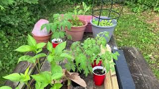 Mittleider Garden Update - Got Some Tomatoes Planted - 2024