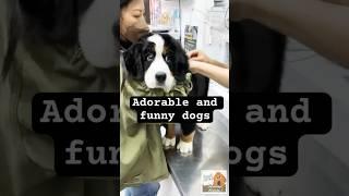 Favorite Friends / Adorable and funny dogs