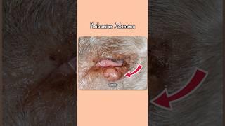 Meibomian Adenoma #animalfacts #veteducation