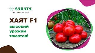 Томат Хаят, высокий ранний урожай ярко-красных плодов! #семенатоматов #семенатоматпомидор #саката