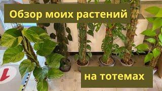 Обзор моих растений на тотемах. Ноябрь 2023