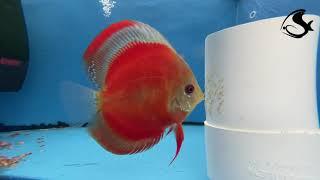 Red Cover Discus