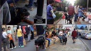 Rottweiler Public Reaction | Brigade Road Bangalore #rottweiler #reaction @rottsden