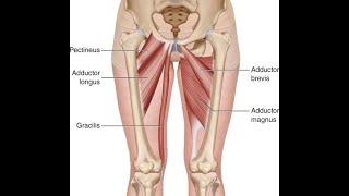 Two Minutes of Anatomy: Hip Adductors