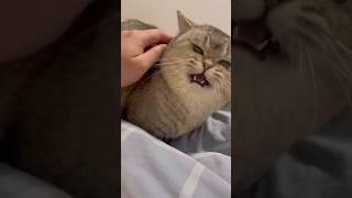 My cat won’t let me pet it #funnypets #funnyvideos #funny #cute #petlovers #happy #happycat #cat