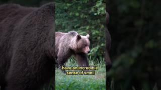 Did you know these things about the bears ? 