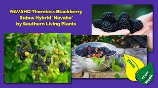 NAVAHO Thornless Blackberry | Rubus Hybrid 'Navaho' | Southern Living Plants