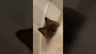 I Jumped Out Of My Skin  #funnyanimals #funny #cat