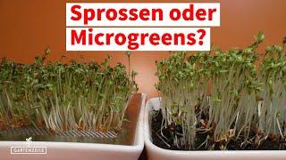 Was ist der Unterschied zwischen Sprossen und Microgreens? Welche Anzucht ist gesünder?