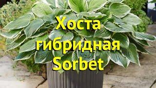 Хоста гибридная Сорбет. Краткий обзор, описание характеристик, где купить саженцы hosta Sorbet