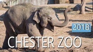 Chester Zoo 2018