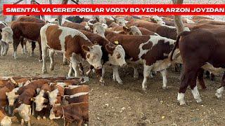 SMENTAL VA GEREFORDLAR VODIY BOʻYICHA ARZON JOYIDAN ULGURIB QOLING