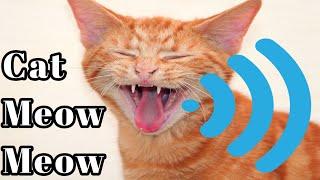 Cat Sound Effect | Cats Meowing Sound | Cat Voice | Cat Sound | Attractive Cat Sounds