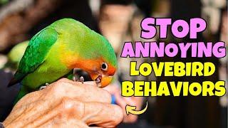 How to Correct Annoying Behaviors in Your Lovebird