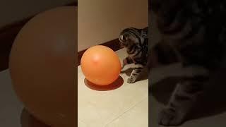 Funny kitten playing with a ball 