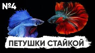 №4. Петушки стайкой #Конкурс_Scalariki