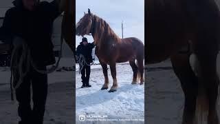 РексонСоветский тяжеловоз                                            ️89269622554
