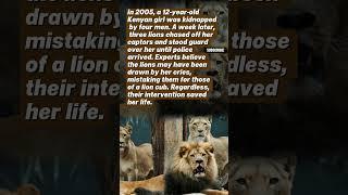 Lions Save Kidnapped Girl in Kenya | Unbelievable True Story ️  #wholesome