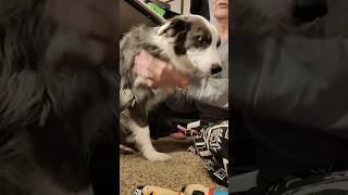 "Under the Desk" with Zoey the Border Collie. #bordercollie