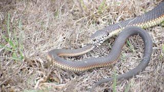 Snake Winks At Camera While Eating His Mate