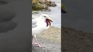 Resident Evil virus infected seagull  #weird #foryou #nature #birds #life #viral