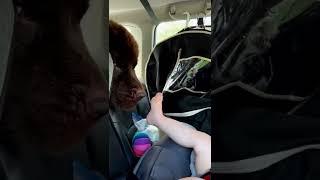 собака лижет ножку малыша