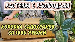 Обзор растений с распродажи: за 1000 рублей огромная коробка