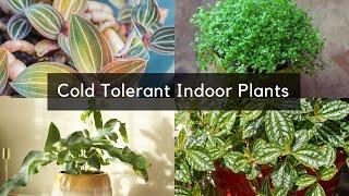 15 Cold Tolerant Indoor Plants | Houseplants for Cold Rooms