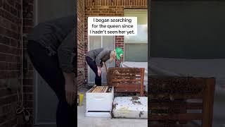 50,000 Bees on a Chair