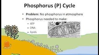 The Phosphorus Cycle