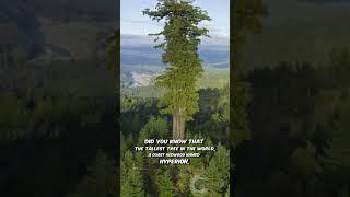 World's Tallest Tree REVEALED!  Hyperion, the Coast Redwood | #Shorts