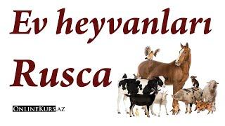 Rusca ev heyvanları