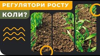 РЕГУЛЯТОР РОСТА - когда и для чего вносить на пшеницу или ячмень?