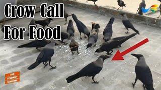 Crow Call For Food | Crow Sounds Part 70 | Birds And Animal Sounds