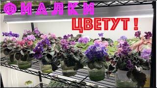 AFRICAN VIOLETS IN BLOOM! ФИАЛКИ ЦВЕТУТ! Обзор сортов.