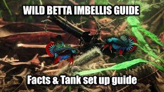 Wild Betta Imbellis species and care guide - FranksBettas