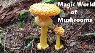 Magic of Mushrooms -  A Documentary