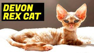 Devon Rex Cat: Breed & Personality // Planet Of The Cats