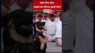 Udhampur NDRF : योगा विथ डॉग ; NDRFच्या टीमचा हटके योगा |Lokshahi#Shorts #Shortsfeed