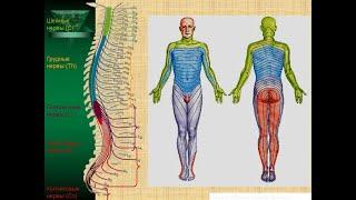 3. Спинномозговые нервы.