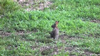 Bunny in the garden