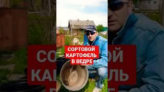 Посадка картофеля в ведро. #дача #огород #деревня #картофель