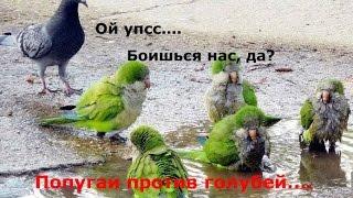Попугаи против голубей - выживает сильнейший..