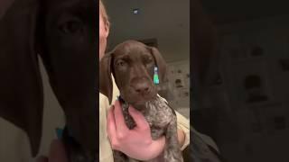 This dog’s yawn is adorable ️ @Doggos4Prez
