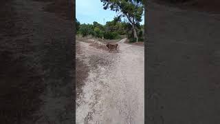 Perros Vs Ciclistas Montaña 