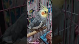 Beautiful Cockatiel| #song #love #music #cocktail | #birds #pets #nature #new #news #vlog #reels