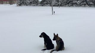 Sam and Sara playing in the snow (12wk old GS puppies)